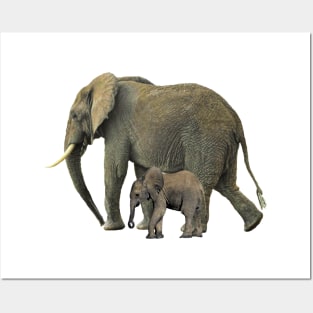 Elephant Mama with Baby Posters and Art